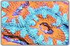 Orange & Blue Acan Lord